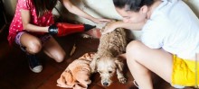 ONG Vida Animal Promove feira de adoção aos finais de semana em Itabirito - Foto de Sanderson Pereira